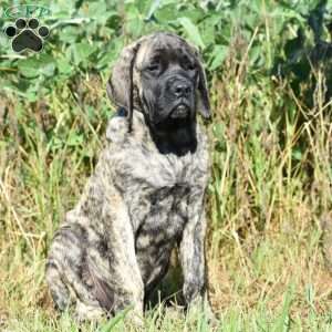Alice, English Mastiff Puppy